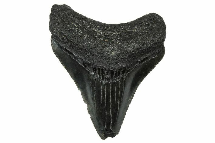 Serrated, Juvenile Megalodon Tooth - South Carolina #302169